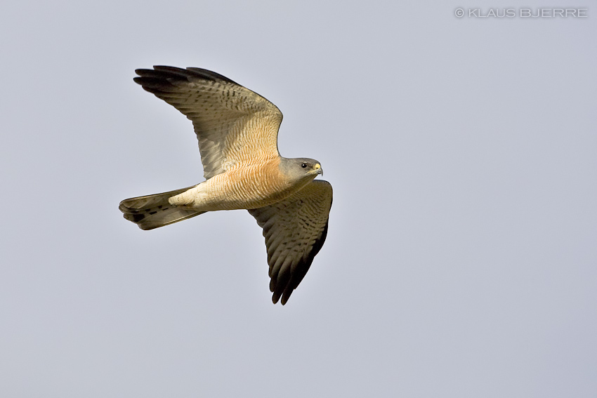 Levant Sparrowhawk_KBJ5543.jpg - Levant Sparrowhawk male  - Kibbutz Elot